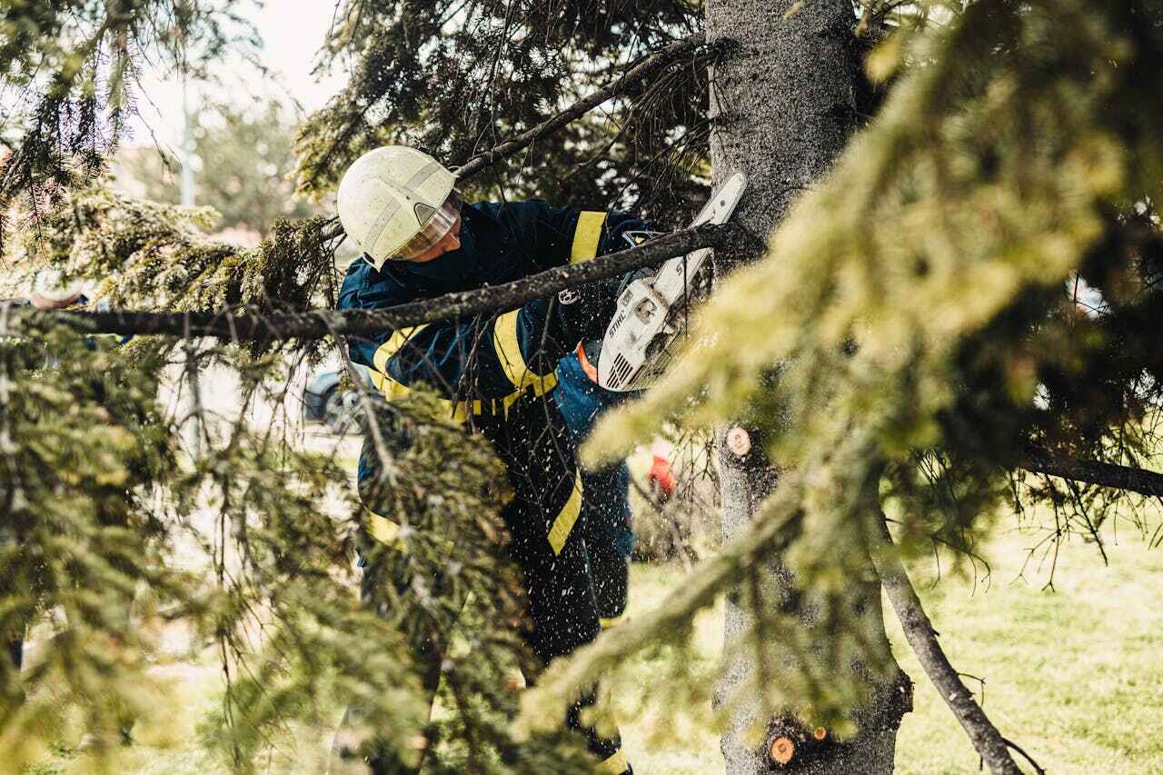 Best Tree Removal Near Me  in , KY